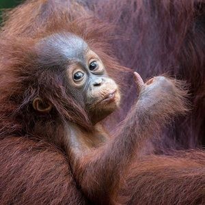 Meet your Posher, Rick